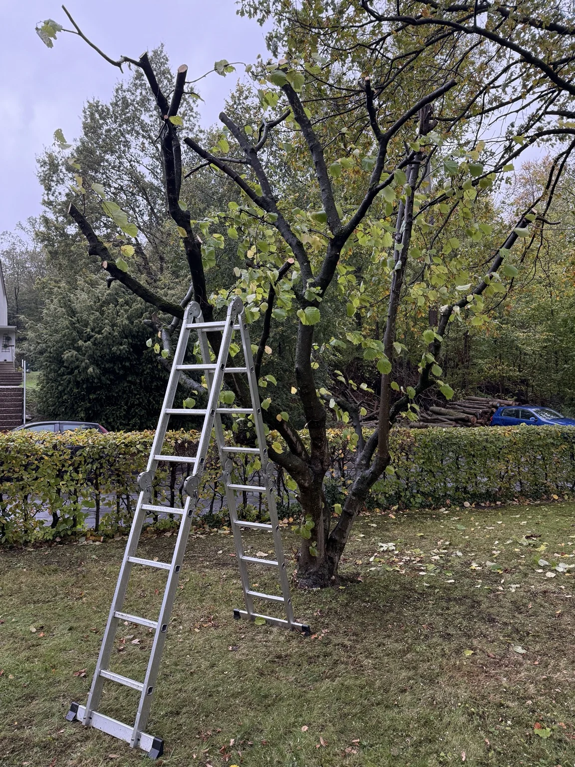 Ein Blick auf die Arbeit am Baum.