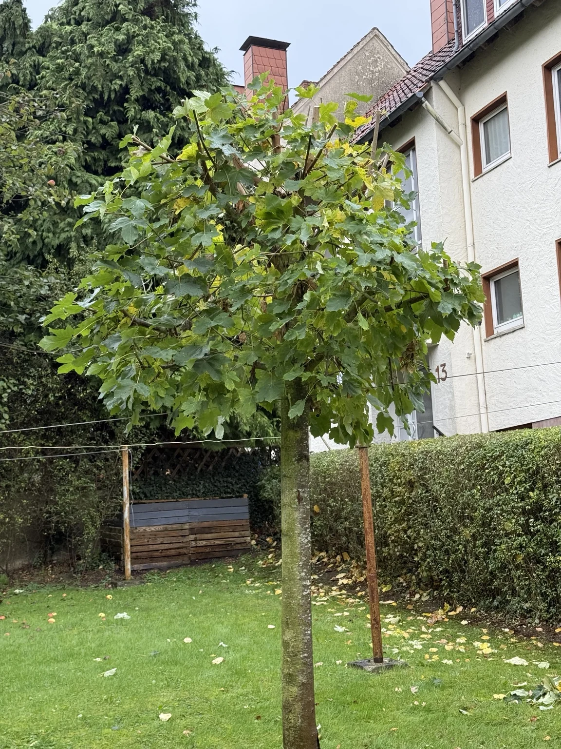 Bäume und Hecken geben dem Garten Struktur.