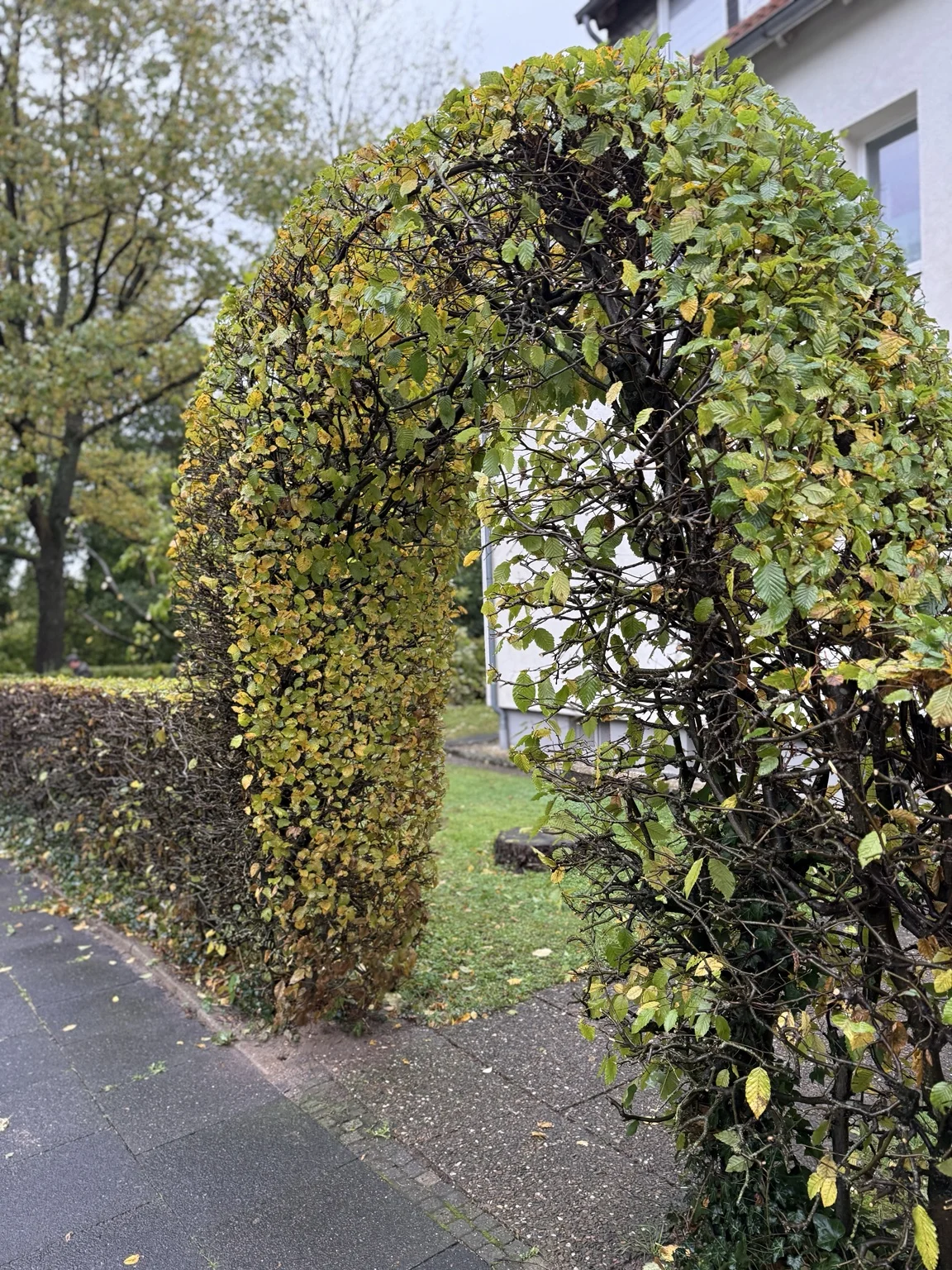 Von Basri gepflegter Heckenbogen in einem Garten