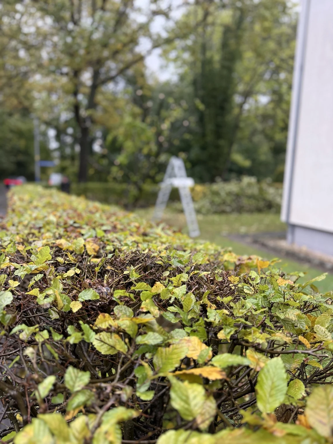 Nahaufnahme einer geschnittenen Hecke.